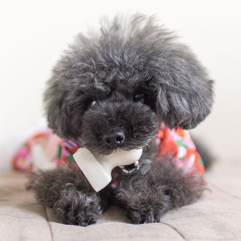 iDog&iCat¡¡¥¢¥¤¥É¥Ã¥°¥¢¥¤¥¥ã¥Ã¥È¡¡¥é¥Æ¥Ã¥¯¥¹TOY¡¡¸¤¤Î¤ª¤â¤Á¤ã¡¡Åìµþ¡¡¥Õ¥ó¥È¥Ò¥å¥Ã¥Æ¡¡²èÁü¡¡¤ªÌß¡¡¥³¥Þ¥á¡¡¥é¥Æ¥Ã¥¯¥¹TOY _ 8.jpg