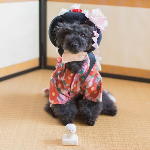 iDog&iCat¡¡¥¢¥¤¥É¥Ã¥°¥¢¥¤¥¥ã¥Ã¥È¡¡¥é¥Æ¥Ã¥¯¥¹TOY¡¡¸¤¤Î¤ª¤â¤Á¤ã¡¡Åìµþ¡¡¥Õ¥ó¥È¥Ò¥å¥Ã¥Æ¡¡²èÁü¡¡¤ªÌß¡¡¥³¥Þ¥á¡¡¥é¥Æ¥Ã¥¯¥¹TOY _ 10.jpg