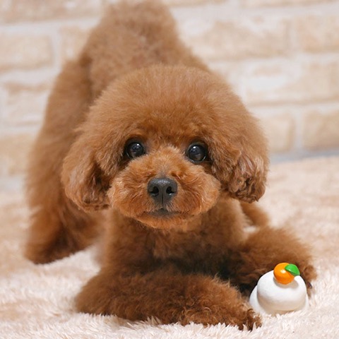 iDog&iCat¡¡¥¢¥¤¥É¥Ã¥°¥¢¥¤¥¥ã¥Ã¥È¡¡¥é¥Æ¥Ã¥¯¥¹TOY¡¡¸¤¤Î¤ª¤â¤Á¤ã¡¡Åìµþ¡¡¥Õ¥ó¥È¥Ò¥å¥Ã¥Æ¡¡²èÁü¡¡¤«¤¬¤ß¤â¤Á¡¡¶ÀÌß¡¡¥é¥Æ¥Ã¥¯¥¹TOY _ 5.jpg