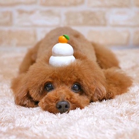 iDog&iCat¡¡¥¢¥¤¥É¥Ã¥°¥¢¥¤¥¥ã¥Ã¥È¡¡¥é¥Æ¥Ã¥¯¥¹TOY¡¡¸¤¤Î¤ª¤â¤Á¤ã¡¡Åìµþ¡¡¥Õ¥ó¥È¥Ò¥å¥Ã¥Æ¡¡²èÁü¡¡¤«¤¬¤ß¤â¤Á¡¡¶ÀÌß¡¡¥é¥Æ¥Ã¥¯¥¹TOY _ 6.jpg