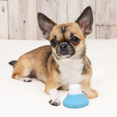 iDog&iCat¡¡¥¢¥¤¥É¥Ã¥°¥¢¥¤¥¥ã¥Ã¥È¡¡¥é¥Æ¥Ã¥¯¥¹TOY¡¡¸¤¤Î¤ª¤â¤Á¤ã¡¡Åìµþ¡¡¥Õ¥ó¥È¥Ò¥å¥Ã¥Æ¡¡²èÁü¡¡Éٻλ³¥é¥Æ¥Ã¥¯¥¹TOY _ 5.jpg
