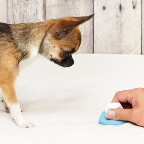 iDog&iCat¡¡¥¢¥¤¥É¥Ã¥°¥¢¥¤¥¥ã¥Ã¥È¡¡¥é¥Æ¥Ã¥¯¥¹TOY¡¡¸¤¤Î¤ª¤â¤Á¤ã¡¡Åìµþ¡¡¥Õ¥ó¥È¥Ò¥å¥Ã¥Æ¡¡²èÁü¡¡Éٻλ³¥é¥Æ¥Ã¥¯¥¹TOY _ 6.jpg
