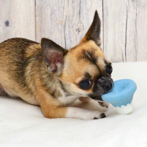 iDog&iCat¡¡¥¢¥¤¥É¥Ã¥°¥¢¥¤¥¥ã¥Ã¥È¡¡¥é¥Æ¥Ã¥¯¥¹TOY¡¡¸¤¤Î¤ª¤â¤Á¤ã¡¡Åìµþ¡¡¥Õ¥ó¥È¥Ò¥å¥Ã¥Æ¡¡²èÁü¡¡Éٻλ³¥é¥Æ¥Ã¥¯¥¹TOY _ 7.jpg