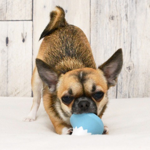 iDog&iCat¡¡¥¢¥¤¥É¥Ã¥°¥¢¥¤¥¥ã¥Ã¥È¡¡¥é¥Æ¥Ã¥¯¥¹TOY¡¡¸¤¤Î¤ª¤â¤Á¤ã¡¡Åìµþ¡¡¥Õ¥ó¥È¥Ò¥å¥Ã¥Æ¡¡²èÁü¡¡Éٻλ³¥é¥Æ¥Ã¥¯¥¹TOY _ 8.jpg