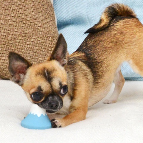 iDog&iCat¡¡¥¢¥¤¥É¥Ã¥°¥¢¥¤¥¥ã¥Ã¥È¡¡¥é¥Æ¥Ã¥¯¥¹TOY¡¡¸¤¤Î¤ª¤â¤Á¤ã¡¡Åìµþ¡¡¥Õ¥ó¥È¥Ò¥å¥Ã¥Æ¡¡²èÁü¡¡Éٻλ³¥é¥Æ¥Ã¥¯¥¹TOY _ 9.jpg