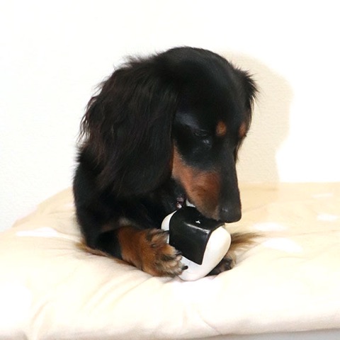 iDog&iCat¡¡¥¢¥¤¥É¥Ã¥°¥¢¥¤¥¥ã¥Ã¥È¡¡¥é¥Æ¥Ã¥¯¥¹TOY¡¡¸¤¤Î¤ª¤â¤Á¤ã¡¡Åìµþ¡¡¥Õ¥ó¥È¥Ò¥å¥Ã¥Æ¡¡²èÁü¡¡¥³¥í¥ê¥ó¤ª¤Ë¤®¤ê¥é¥Æ¥Ã¥¯¥¹TOY _ 6.jpg