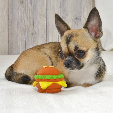 iDog&iCat¡¡¥¢¥¤¥É¥Ã¥°¥¢¥¤¥¥ã¥Ã¥È¡¡¥é¥Æ¥Ã¥¯¥¹TOY¡¡¸¤¤Î¤ª¤â¤Á¤ã¡¡Åìµþ¡¡¥Õ¥ó¥È¥Ò¥å¥Ã¥Æ¡¡²èÁü¡¡¥Ó¥Ã¥°¤Ê¥Ï¥ó¥Ð¡¼¥¬¡¼¥é¥Æ¥Ã¥¯¥¹TOY _ 5.jpg