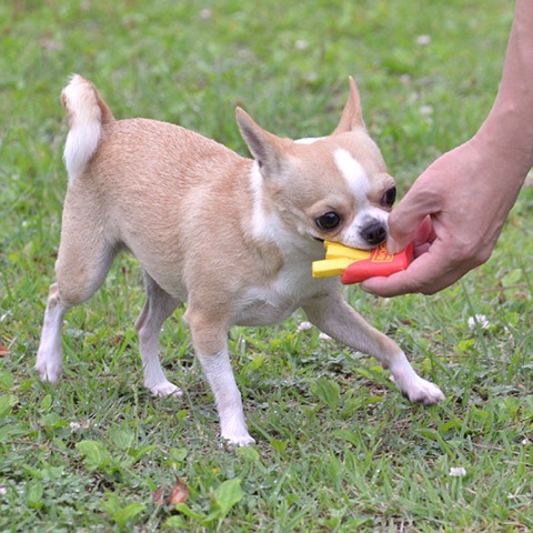 iDog&iCat¡¡¥¢¥¤¥É¥Ã¥°¥¢¥¤¥¥ã¥Ã¥È¡¡¥é¥Æ¥Ã¥¯¥¹TOY¡¡¸¤¤Î¤ª¤â¤Á¤ã¡¡Åìµþ¡¡¥Õ¥ó¥È¥Ò¥å¥Ã¥Æ¡¡²èÁü¡¡¥Õ¥é¥¤¥É¥Ý¥Æ¥È¥é¥Æ¥Ã¥¯¥¹TOY _ 6.jpg