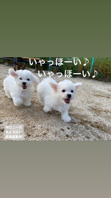 ¥Ü¥í¥Ë¡¼¥º ¤³¤¤¤Ì¾ðÊó »Ò¸¤¾ðÊó ²È²Êç½¸Ãæ ¤ª¤È¤Ê¤·¤¤¸¤ »ô¤¤¤ä¤¹¤¤¸¤ ¸¤¤Î¼Ò²ñ²½ ¥Õ¥ó¥È¥Ò¥å¥Ã¥Æ bolognese #¥Ü¥í¥Ë¡¼¥º #¤³¤¤¤Ì¾ðÊó #»Ò¸¤¾ðÊó #²È²Êç½¸Ãæ #¤ª¤È¤Ê¤·¤¤¸¤ #»ô¤¤¤ä¤¹¤¤¸¤ #¸¤¤Î¼Ò²ñ²½ #¥Õ¥ó¥È¥Ò¥å¥Ã¥Æ #bolognese _ 126.jpg