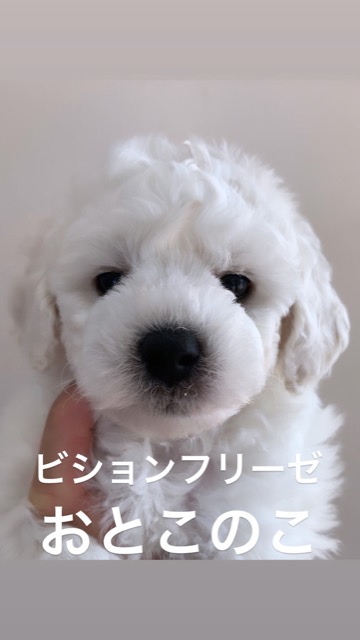 ӥե꡼ ̾ Ҹ ²罸 bichonfrisepuppy μҲ եȥҥå bichonfrise #ӥե꡼ #̾ #Ҹ #²罸 #bichonfrisepuppy #μҲ #եȥҥå #bichonfrise _ 1.jpg