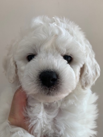 ӥե꡼ ̾ Ҹ ²罸 bichonfrisepuppy μҲ եȥҥå bichonfrise #ӥե꡼ #̾ #Ҹ #²罸 #bichonfrisepuppy #μҲ #եȥҥå #bichonfrise _ 2.jpg