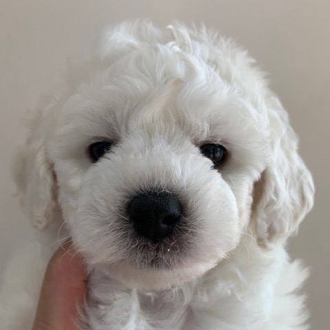 ӥե꡼ ̾ Ҹ ²罸 bichonfrisepuppy μҲ եȥҥå bichonfrise #ӥե꡼ #̾ #Ҹ #²罸 #bichonfrisepuppy #μҲ #եȥҥå #bichonfrise _ 3.jpg