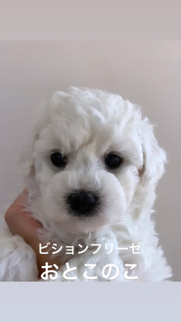 ӥե꡼ ̾ Ҹ ²罸 bichonfrisepuppy μҲ եȥҥå bichonfrise #ӥե꡼ #̾ #Ҹ #²罸 #bichonfrisepuppy #μҲ #եȥҥå #bichonfrise _ 4.jpg