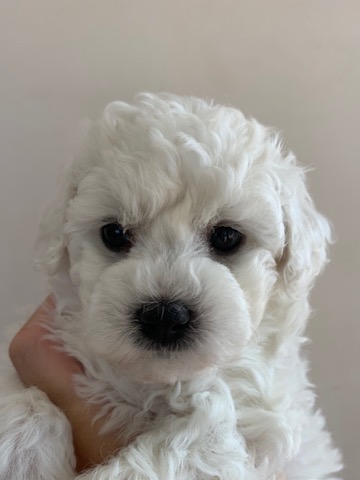 ӥե꡼ ̾ Ҹ ²罸 bichonfrisepuppy μҲ եȥҥå bichonfrise #ӥե꡼ #̾ #Ҹ #²罸 #bichonfrisepuppy #μҲ #եȥҥå #bichonfrise _ 5.jpg