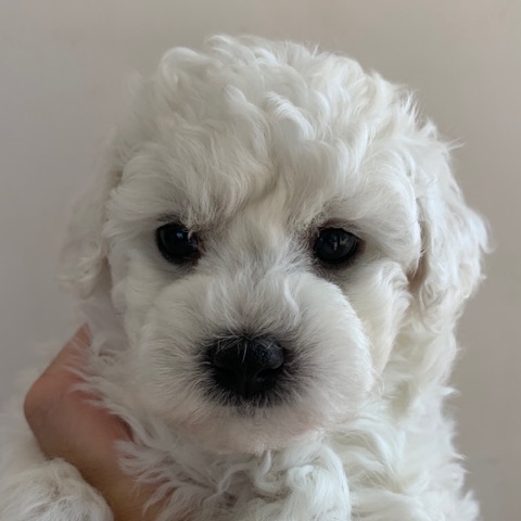 ӥե꡼ ̾ Ҹ ²罸 bichonfrisepuppy μҲ եȥҥå bichonfrise #ӥե꡼ #̾ #Ҹ #²罸 #bichonfrisepuppy #μҲ #եȥҥå #bichonfrise _ 6.jpg