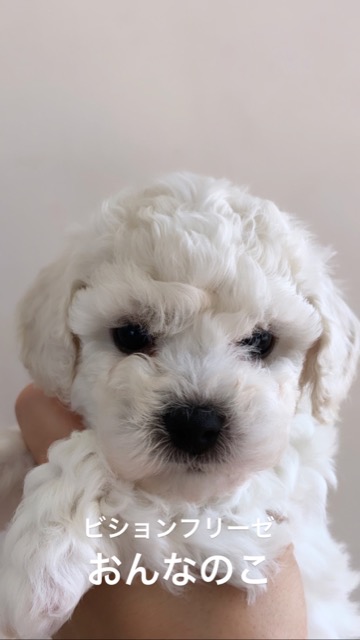 ӥե꡼ ̾ Ҹ ²罸 bichonfrisepuppy μҲ եȥҥå bichonfrise #ӥե꡼ #̾ #Ҹ #²罸 #bichonfrisepuppy #μҲ #եȥҥå #bichonfrise _ 7.jpg