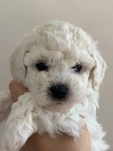 ӥե꡼ ̾ Ҹ ²罸 bichonfrisepuppy μҲ եȥҥå bichonfrise #ӥե꡼ #̾ #Ҹ #²罸 #bichonfrisepuppy #μҲ #եȥҥå #bichonfrise _ 8.jpg