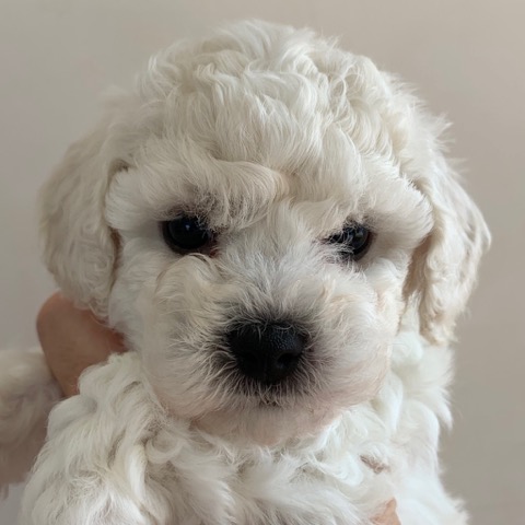 ӥե꡼ ̾ Ҹ ²罸 bichonfrisepuppy μҲ եȥҥå bichonfrise #ӥե꡼ #̾ #Ҹ #²罸 #bichonfrisepuppy #μҲ #եȥҥå #bichonfrise _ 9.jpg