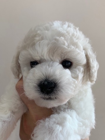 ӥե꡼ ̾ Ҹ ²罸 bichonfrisepuppy μҲ եȥҥå bichonfrise #ӥե꡼ #̾ #Ҹ #²罸 #bichonfrisepuppy #μҲ #եȥҥå #bichonfrise _ 11.jpg