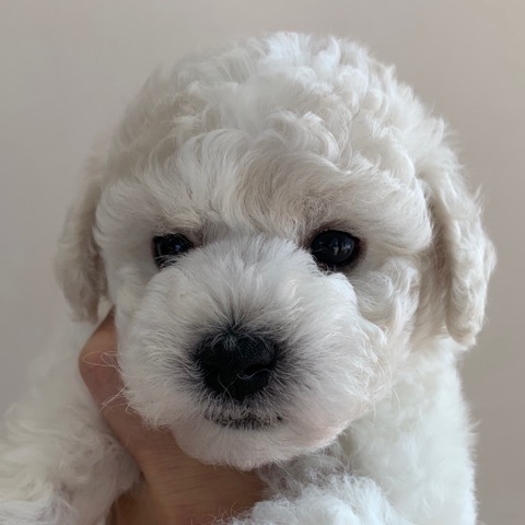 ӥե꡼ ̾ Ҹ ²罸 bichonfrisepuppy μҲ եȥҥå bichonfrise #ӥե꡼ #̾ #Ҹ #²罸 #bichonfrisepuppy #μҲ #եȥҥå #bichonfrise _ 12.jpg