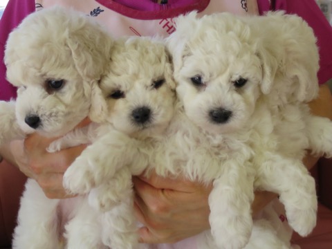 ӥե꡼ ̾ Ҹ ²罸 bichonfrisepuppy μҲ եȥҥå bichonfrise #ӥե꡼ #̾ #Ҹ #²罸 #bichonfrisepuppy #μҲ #եȥҥå #bichonfrise _ 13.jpg