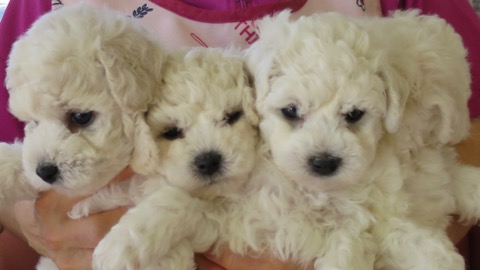¥Ó¥·¥ç¥ó¥Õ¥ê¡¼¥¼ ¤³¤¤¤Ì¾ðÊó »Ò¸¤¾ðÊó ²È²Êç½¸Ãæ bichonfrisepuppy ¸¤¤Î¼Ò²ñ²½ ¥Õ¥ó¥È¥Ò¥å¥Ã¥Æ bichonfrise #¥Ó¥·¥ç¥ó¥Õ¥ê¡¼¥¼ #¤³¤¤¤Ì¾ðÊó #»Ò¸¤¾ðÊó #²È²Êç½¸Ãæ #bichonfrisepuppy #¸¤¤Î¼Ò²ñ²½ #¥Õ¥ó¥È¥Ò¥å¥Ã¥Æ #bichonfrise _ 14.jpg