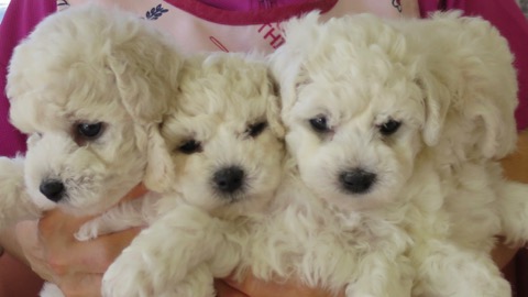 ӥե꡼ ̾ Ҹ ²罸 bichonfrisepuppy μҲ եȥҥå bichonfrise #ӥե꡼ #̾ #Ҹ #²罸 #bichonfrisepuppy #μҲ #եȥҥå #bichonfrise _ 14.jpg