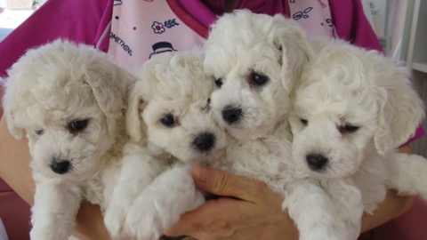 ӥե꡼ ̾ Ҹ ²罸 bichonfrisepuppy μҲ եȥҥå bichonfrise #ӥե꡼ #̾ #Ҹ #²罸 #bichonfrisepuppy #μҲ #եȥҥå #bichonfrise _ 15.jpg