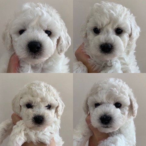 ӥե꡼ ̾ Ҹ ²罸 bichonfrisepuppy μҲ եȥҥå bichonfrise #ӥե꡼ #̾ #Ҹ #²罸 #bichonfrisepuppy #μҲ #եȥҥå #bichonfrise _ 16.jpg