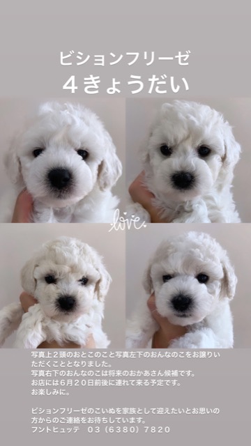 ¥Ó¥·¥ç¥ó¥Õ¥ê¡¼¥¼ ¤³¤¤¤Ì¾ðÊó »Ò¸¤¾ðÊó ²È²Êç½¸Ãæ bichonfrisepuppy ¸¤¤Î¼Ò²ñ²½ ¥Õ¥ó¥È¥Ò¥å¥Ã¥Æ bichonfrise #¥Ó¥·¥ç¥ó¥Õ¥ê¡¼¥¼ #¤³¤¤¤Ì¾ðÊó #»Ò¸¤¾ðÊó #²È²Êç½¸Ãæ #bichonfrisepuppy #¸¤¤Î¼Ò²ñ²½ #¥Õ¥ó¥È¥Ò¥å¥Ã¥Æ #bichonfrise _ 17.jpg