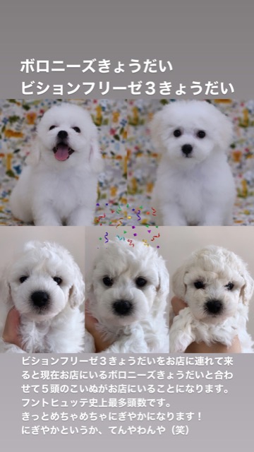 ¥Ó¥·¥ç¥ó¥Õ¥ê¡¼¥¼ ¤³¤¤¤Ì¾ðÊó »Ò¸¤¾ðÊó ²È²Êç½¸Ãæ bichonfrisepuppy ¸¤¤Î¼Ò²ñ²½ ¥Õ¥ó¥È¥Ò¥å¥Ã¥Æ bichonfrise #¥Ó¥·¥ç¥ó¥Õ¥ê¡¼¥¼ #¤³¤¤¤Ì¾ðÊó #»Ò¸¤¾ðÊó #²È²Êç½¸Ãæ #bichonfrisepuppy #¸¤¤Î¼Ò²ñ²½ #¥Õ¥ó¥È¥Ò¥å¥Ã¥Æ #bichonfrise _ 21.jpg