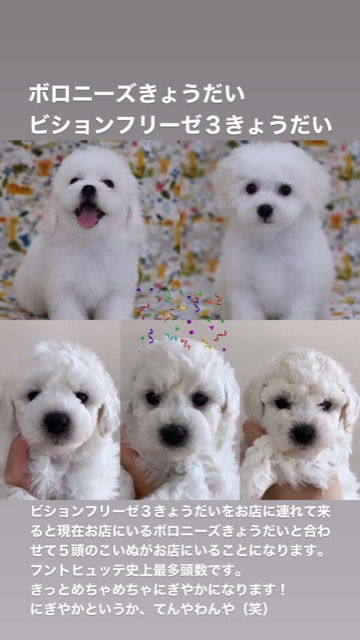 ӥե꡼ ̾ Ҹ ²罸 bichonfrisepuppy μҲ եȥҥå bichonfrise #ӥե꡼ #̾ #Ҹ #²罸 #bichonfrisepuppy #μҲ #եȥҥå #bichonfrise _ 21.jpg