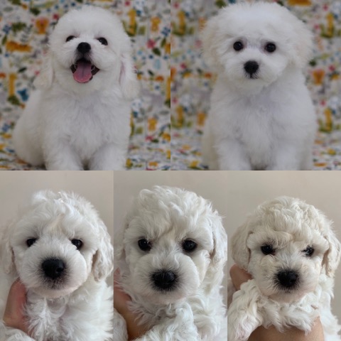 ¥Ó¥·¥ç¥ó¥Õ¥ê¡¼¥¼ ¤³¤¤¤Ì¾ðÊó »Ò¸¤¾ðÊó ²È²Êç½¸Ãæ bichonfrisepuppy ¸¤¤Î¼Ò²ñ²½ ¥Õ¥ó¥È¥Ò¥å¥Ã¥Æ bichonfrise #¥Ó¥·¥ç¥ó¥Õ¥ê¡¼¥¼ #¤³¤¤¤Ì¾ðÊó #»Ò¸¤¾ðÊó #²È²Êç½¸Ãæ #bichonfrisepuppy #¸¤¤Î¼Ò²ñ²½ #¥Õ¥ó¥È¥Ò¥å¥Ã¥Æ #bichonfrise _ 22.jpg