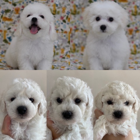 ӥե꡼ ̾ Ҹ ²罸 bichonfrisepuppy μҲ եȥҥå bichonfrise #ӥե꡼ #̾ #Ҹ #²罸 #bichonfrisepuppy #μҲ #եȥҥå #bichonfrise _ 22.jpg