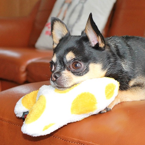 iDog&iCat ¥¢¥¤¥É¥Ã¥°¥¢¥¤¥¥ã¥Ã¥È iToy ¹ñ»º¥Ú¥Ã¥ÈÍѤª¤â¤Á¤ã POP¤ÊÊÁ¤Î¥¥Î¥³·¿¤ª¤â¤Á¤ã ¥«¥·¥ã¥«¥·¥ãÆþ¤ê¤Ç¥ï¥ó¥³¤âÌ´Ãæ¤Ë Åìµþ ¥Õ¥ó¥È¥Ò¥å¥Ã¥Æ ²èÁü ¸¤ÍѤª¤â¤Á¤ã _ 17.jpg