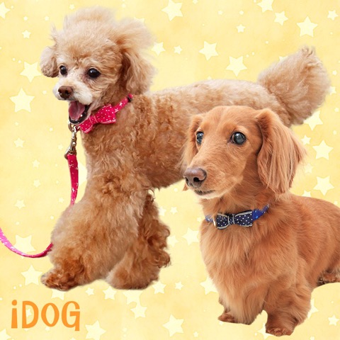 ¸¤ ¼óÎØ ¥ê¡¼¥É iDog ¥¢¥¤¥É¥Ã¥° ¥ê¡¼¥É¡¦¥«¥é¡¼¥»¥Ã¥È ¥é¥ó¥À¥à¥¹¥¿¡¼¡ß¥¹¥¿¡¼¥ê¥Ü¥ó #¸¤ #¼óÎØ #¥ê¡¼¥É #iDog #¥¢¥¤¥É¥Ã¥° ¥ê¡¼¥É¡¦¥«¥é¡¼¥»¥Ã¥È ¥é¥ó¥À¥à¥¹¥¿¡¼¡ß¥¹¥¿¡¼¥ê¥Ü¥ó _ 1.jpg
