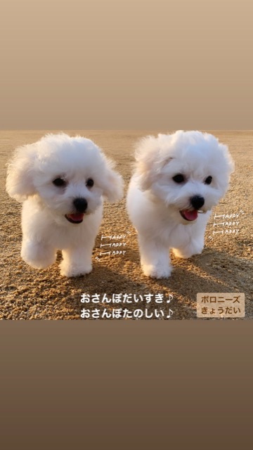 ¥Ü¥í¥Ë¡¼¥º ¤³¤¤¤Ì¾ðÊó »Ò¸¤¾ðÊó ²È²Êç½¸Ãæ ¤ª¤È¤Ê¤·¤¤¸¤ »ô¤¤¤ä¤¹¤¤¸¤ ¸¤¤Î¼Ò²ñ²½ ¥Õ¥ó¥È¥Ò¥å¥Ã¥Æ bolognese #¥Ü¥í¥Ë¡¼¥º #¤³¤¤¤Ì¾ðÊó #»Ò¸¤¾ðÊó #²È²Êç½¸Ãæ #¤ª¤È¤Ê¤·¤¤¸¤ #»ô¤¤¤ä¤¹¤¤¸¤ #¸¤¤Î¼Ò²ñ²½ #¥Õ¥ó¥È¥Ò¥å¥Ã¥Æ #bolognese _ 213.jpg