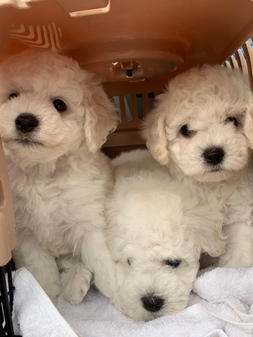 ӥե꡼ ̾ Ҹ ²罸 bichonfrisepuppy μҲ եȥҥå bichonfrise #ӥե꡼ #̾ #Ҹ #²罸 #bichonfrisepuppy #μҲ #եȥҥå #bichonfrise _ 23.jpg