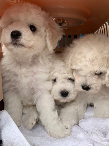 ӥե꡼ ̾ Ҹ ²罸 bichonfrisepuppy μҲ եȥҥå bichonfrise #ӥե꡼ #̾ #Ҹ #²罸 #bichonfrisepuppy #μҲ #եȥҥå #bichonfrise _ 24.jpg