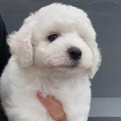 ӥե꡼ ̾ Ҹ ²罸 bichonfrisepuppy μҲ եȥҥå bichonfrise #ӥե꡼ #̾ #Ҹ #²罸 #bichonfrisepuppy #μҲ #եȥҥå #bichonfrise _ 25.jpg