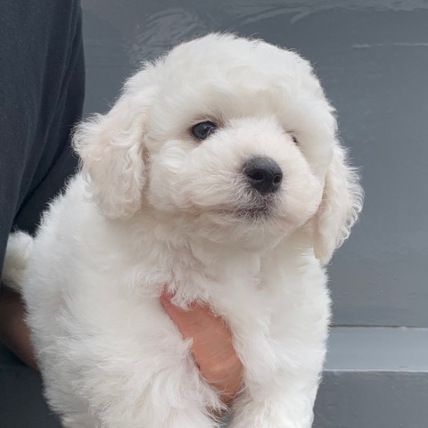 ӥե꡼ ̾ Ҹ ²罸 bichonfrisepuppy μҲ եȥҥå bichonfrise #ӥե꡼ #̾ #Ҹ #²罸 #bichonfrisepuppy #μҲ #եȥҥå #bichonfrise _ 26.jpg