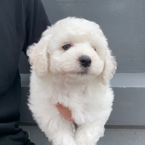 ¥Ó¥·¥ç¥ó¥Õ¥ê¡¼¥¼ ¤³¤¤¤Ì¾ðÊó »Ò¸¤¾ðÊó ²È²Êç½¸Ãæ bichonfrisepuppy ¸¤¤Î¼Ò²ñ²½ ¥Õ¥ó¥È¥Ò¥å¥Ã¥Æ bichonfrise #¥Ó¥·¥ç¥ó¥Õ¥ê¡¼¥¼ #¤³¤¤¤Ì¾ðÊó #»Ò¸¤¾ðÊó #²È²Êç½¸Ãæ #bichonfrisepuppy #¸¤¤Î¼Ò²ñ²½ #¥Õ¥ó¥È¥Ò¥å¥Ã¥Æ #bichonfrise _ 27.jpg