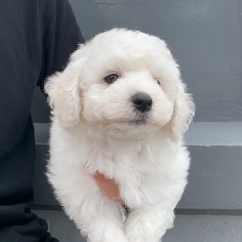 ӥե꡼ ̾ Ҹ ²罸 bichonfrisepuppy μҲ եȥҥå bichonfrise #ӥե꡼ #̾ #Ҹ #²罸 #bichonfrisepuppy #μҲ #եȥҥå #bichonfrise _ 27.jpg