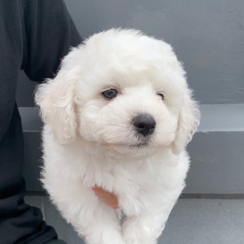 ӥե꡼ ̾ Ҹ ²罸 bichonfrisepuppy μҲ եȥҥå bichonfrise #ӥե꡼ #̾ #Ҹ #²罸 #bichonfrisepuppy #μҲ #եȥҥå #bichonfrise _ 28.jpg