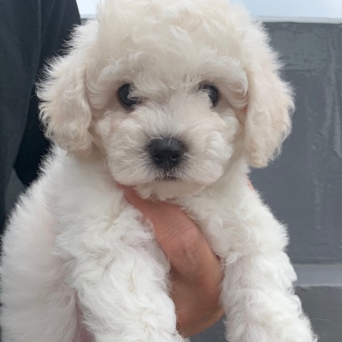 ¥Ó¥·¥ç¥ó¥Õ¥ê¡¼¥¼ ¤³¤¤¤Ì¾ðÊó »Ò¸¤¾ðÊó ²È²Êç½¸Ãæ bichonfrisepuppy ¸¤¤Î¼Ò²ñ²½ ¥Õ¥ó¥È¥Ò¥å¥Ã¥Æ bichonfrise #¥Ó¥·¥ç¥ó¥Õ¥ê¡¼¥¼ #¤³¤¤¤Ì¾ðÊó #»Ò¸¤¾ðÊó #²È²Êç½¸Ãæ #bichonfrisepuppy #¸¤¤Î¼Ò²ñ²½ #¥Õ¥ó¥È¥Ò¥å¥Ã¥Æ #bichonfrise _ 29.jpg