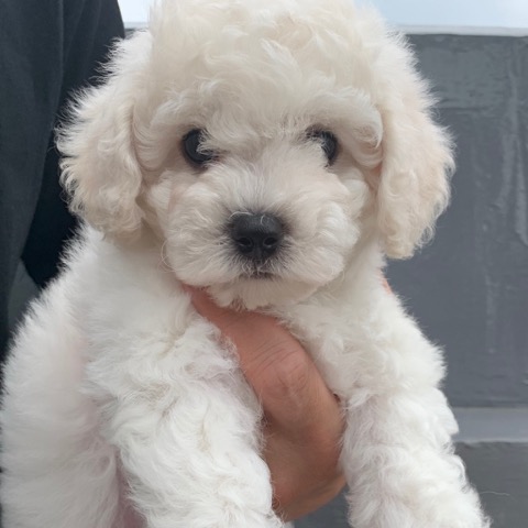 ӥե꡼ ̾ Ҹ ²罸 bichonfrisepuppy μҲ եȥҥå bichonfrise #ӥե꡼ #̾ #Ҹ #²罸 #bichonfrisepuppy #μҲ #եȥҥå #bichonfrise _ 29.jpg