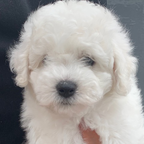 ӥե꡼ ̾ Ҹ ²罸 bichonfrisepuppy μҲ եȥҥå bichonfrise #ӥե꡼ #̾ #Ҹ #²罸 #bichonfrisepuppy #μҲ #եȥҥå #bichonfrise _ 30.jpg