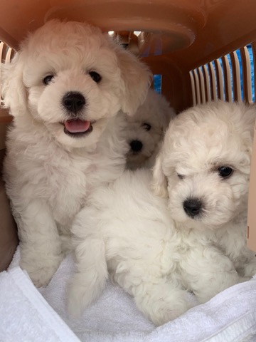 ӥե꡼ ̾ Ҹ ²罸 bichonfrisepuppy μҲ եȥҥå bichonfrise #ӥե꡼ #̾ #Ҹ #²罸 #bichonfrisepuppy #μҲ #եȥҥå #bichonfrise _ 31.jpg