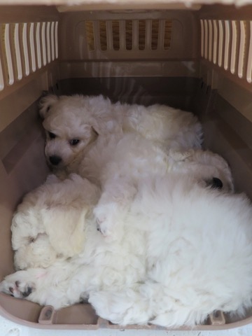 ¥Ó¥·¥ç¥ó¥Õ¥ê¡¼¥¼ ¤³¤¤¤Ì¾ðÊó »Ò¸¤¾ðÊó ²È²Êç½¸Ãæ bichonfrisepuppy ¸¤¤Î¼Ò²ñ²½ ¥Õ¥ó¥È¥Ò¥å¥Ã¥Æ bichonfrise #¥Ó¥·¥ç¥ó¥Õ¥ê¡¼¥¼ #¤³¤¤¤Ì¾ðÊó #»Ò¸¤¾ðÊó #²È²Êç½¸Ãæ #bichonfrisepuppy #¸¤¤Î¼Ò²ñ²½ #¥Õ¥ó¥È¥Ò¥å¥Ã¥Æ #bichonfrise _ 32.jpg