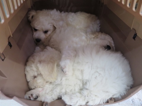 ӥե꡼ ̾ Ҹ ²罸 bichonfrisepuppy μҲ եȥҥå bichonfrise #ӥե꡼ #̾ #Ҹ #²罸 #bichonfrisepuppy #μҲ #եȥҥå #bichonfrise _ 33.jpg